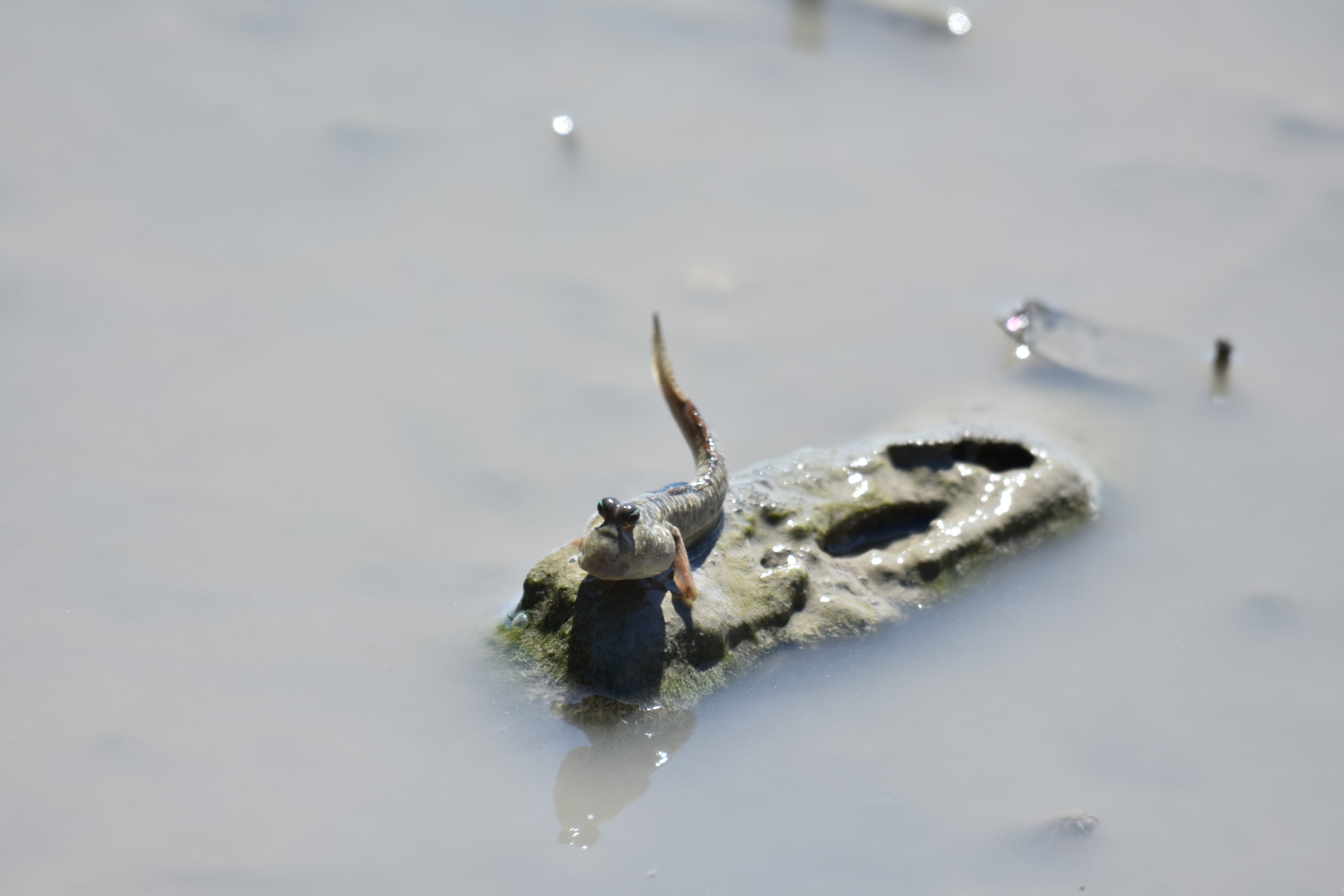 干潟の生き物 タイワンアシハラガニ ミナミトビハゼ 魚のパクパクなど 沖縄のとくに水鳥日記