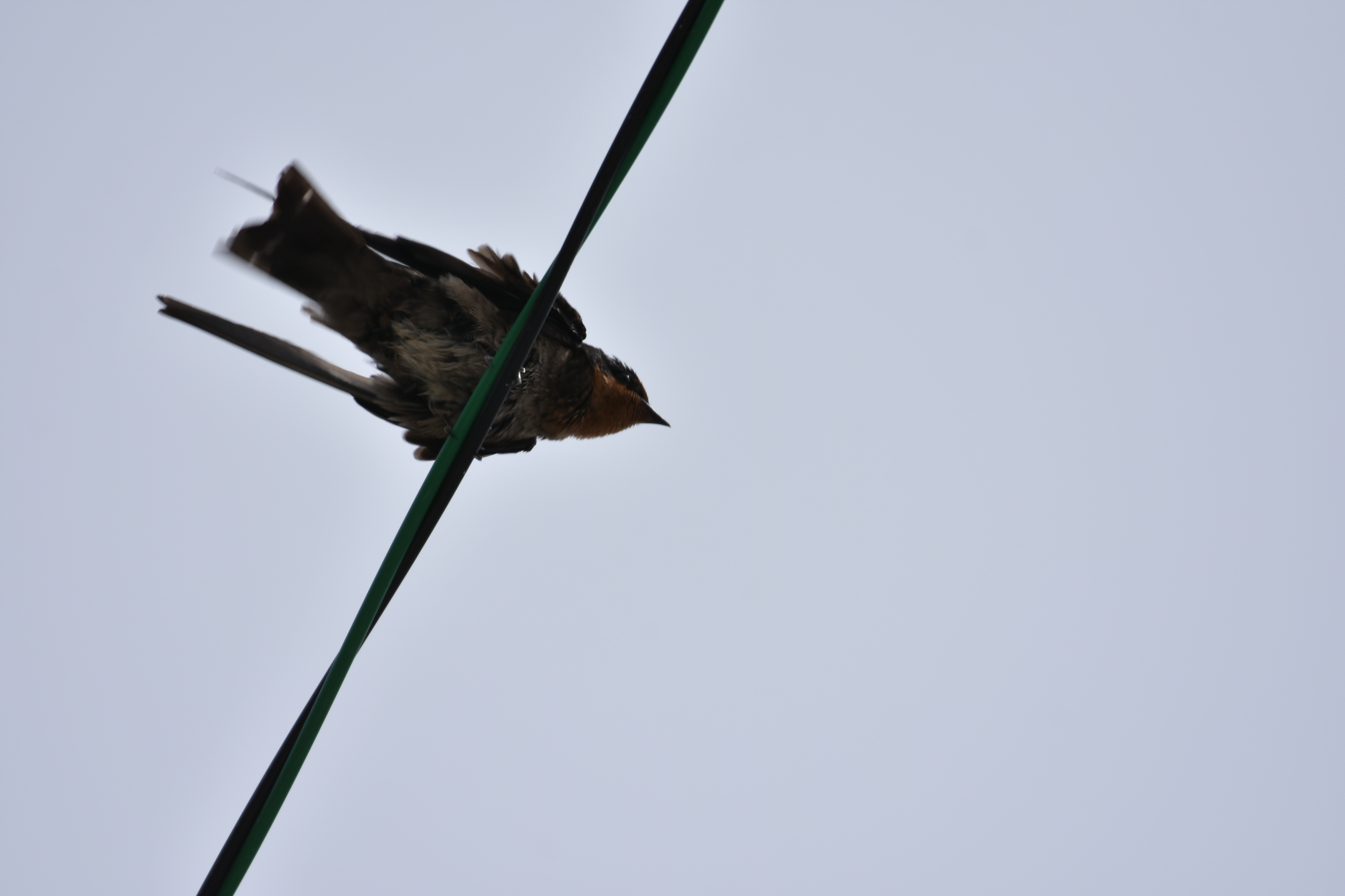オリイオオコウモリ 沖縄のとくに水鳥日記