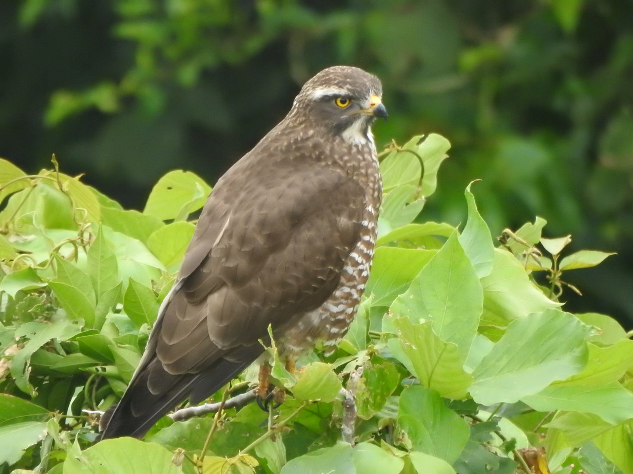 1 6 西原町 ミサゴとサシバ 沖縄のとくに水鳥日記