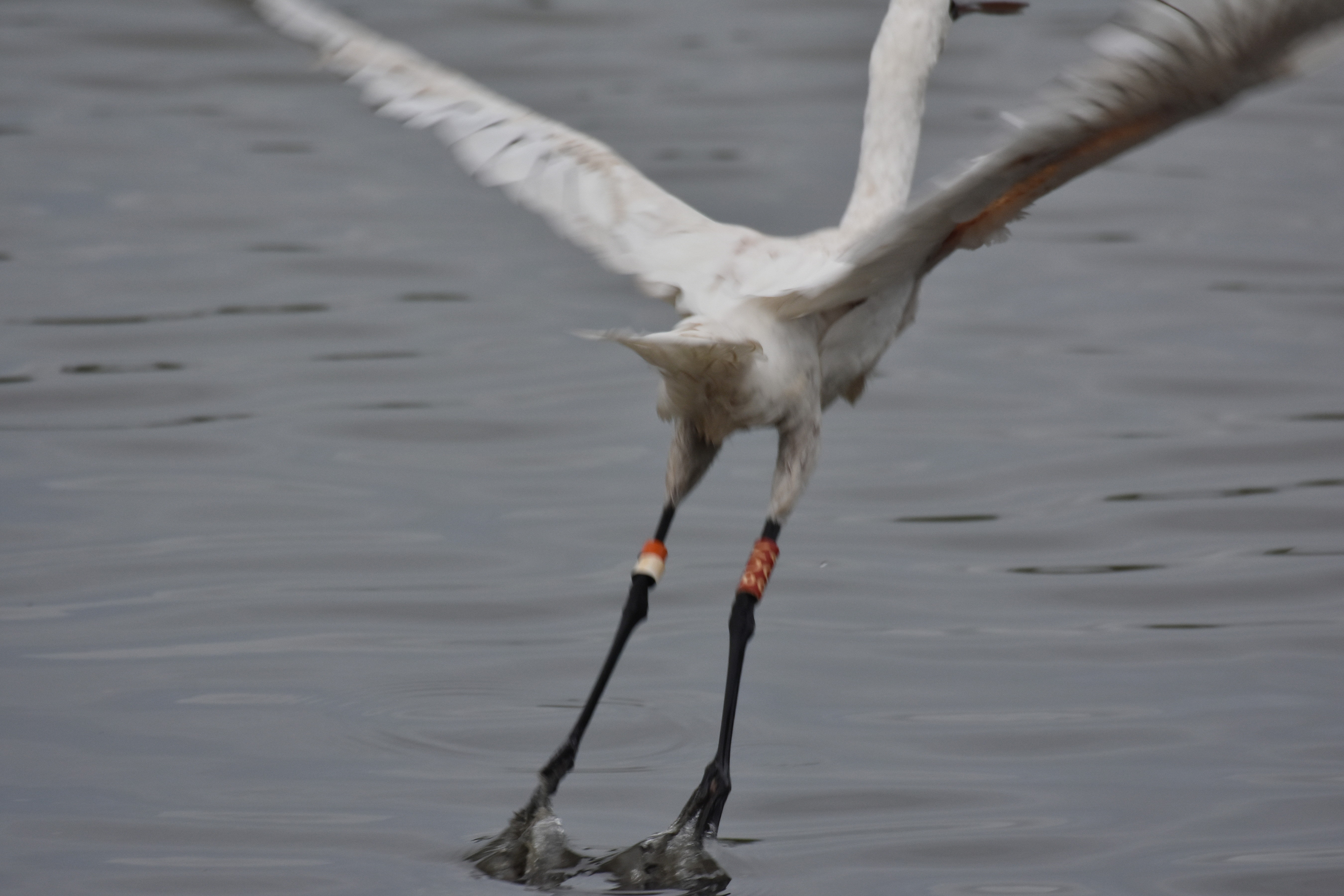 クロツラヘラサギ 沖縄のとくに水鳥日記