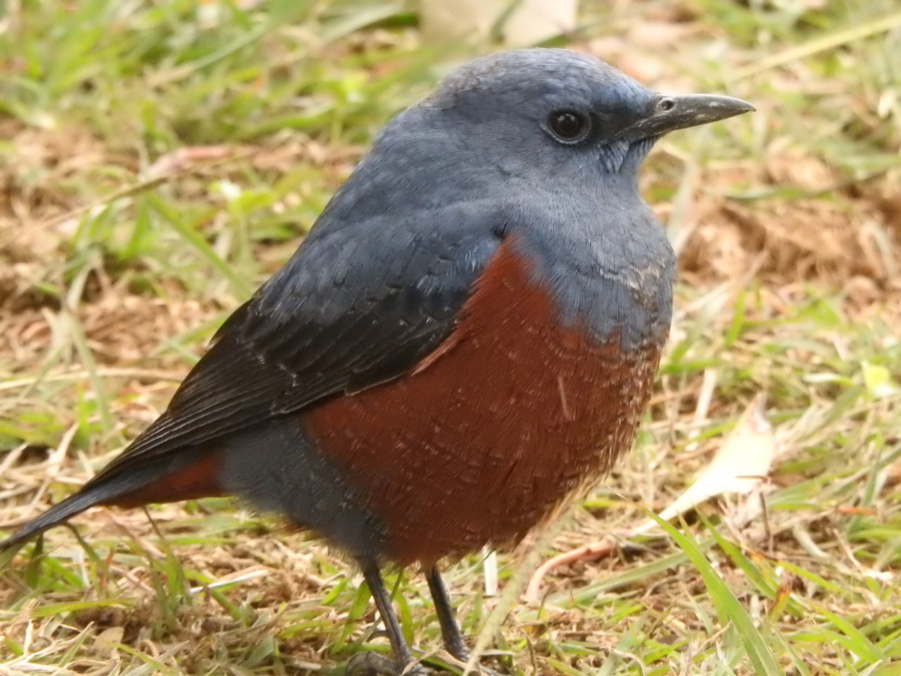2 4 漫湖 青い鳥3種 ナンヨウショウビンの口の中 ヒヨドリ放鳥 沖縄のとくに水鳥日記 2 4 漫湖 青い鳥3種 ナンヨウショウビンの口の中 ヒヨドリ放鳥 沖縄のとくに水鳥日記
