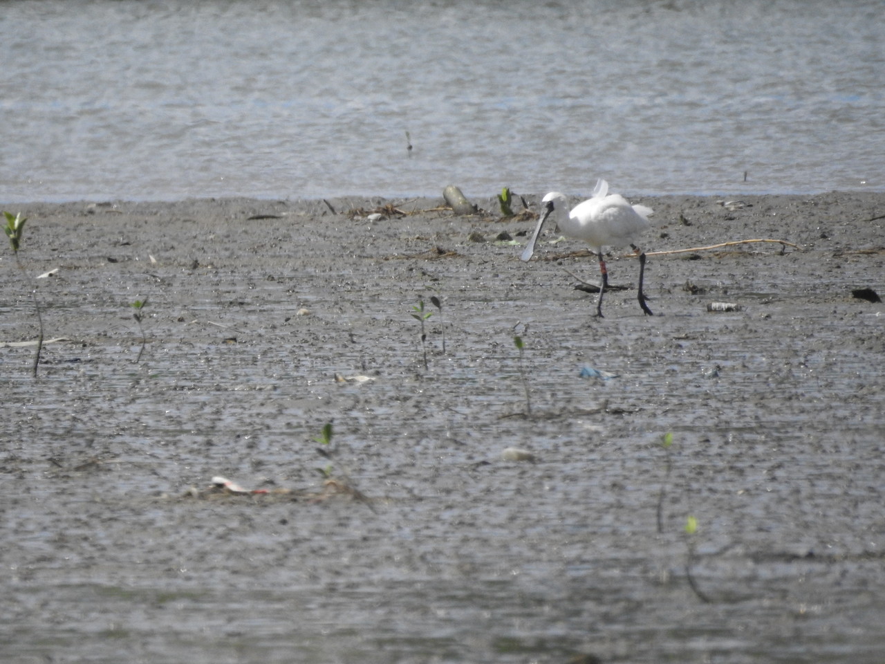 7 1干潟のペンギン ゴイサギ 恐怖のアオサギ 沖縄のとくに水鳥日記