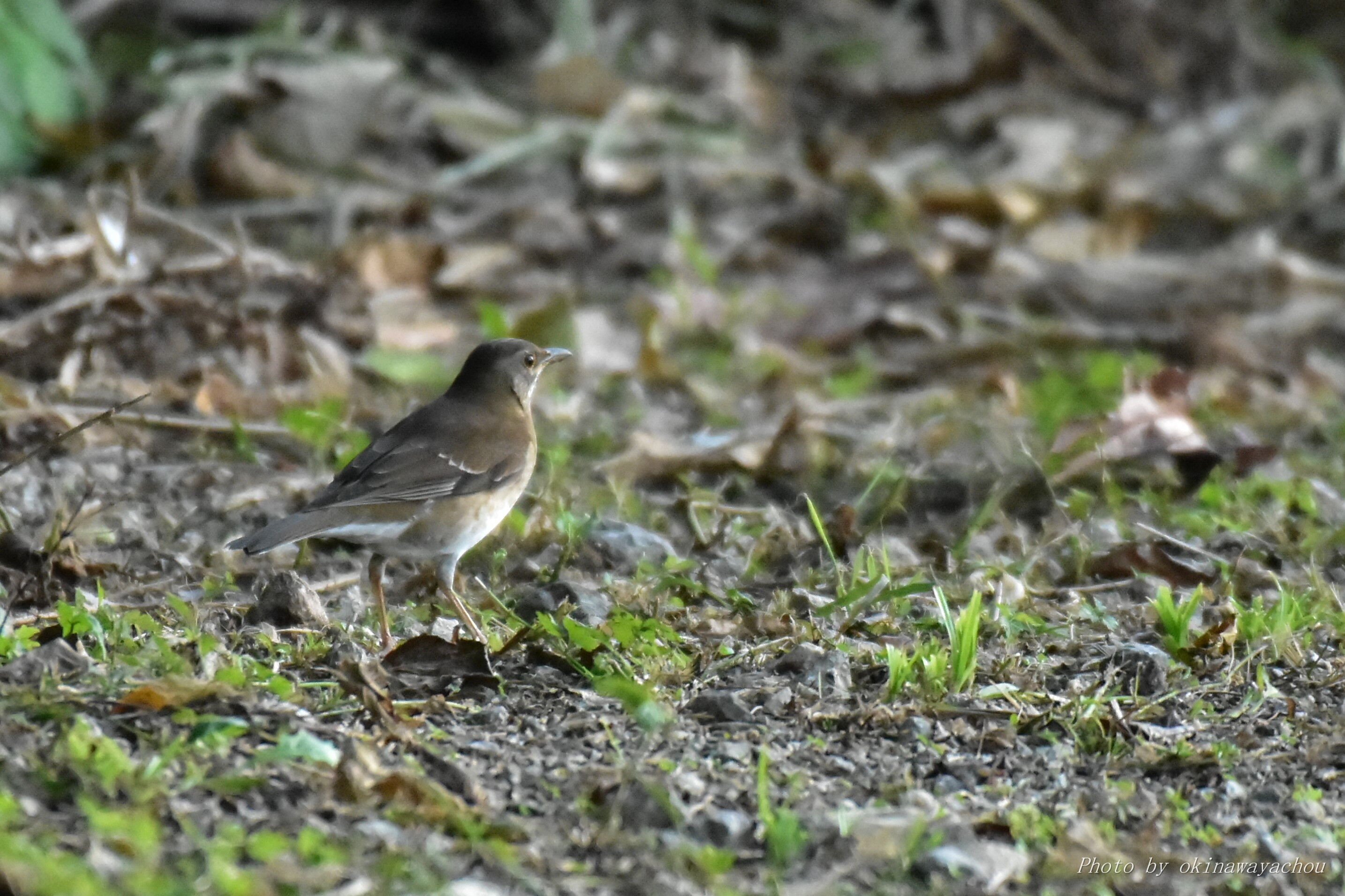 12 14 15 可愛いウグイスとギンムクドリ ソリハシセイタカシギ 沖縄のとくに水鳥日記 12 14 15 可愛いウグイスとギンムクドリ ソリハシセイタカシギ 沖縄のとくに水鳥日記