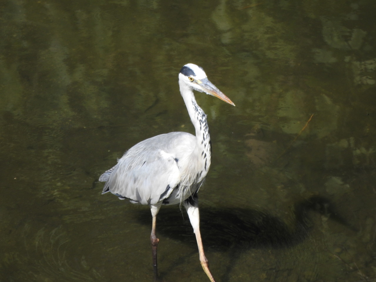 ヒバリシギ 沖縄のとくに水鳥日記