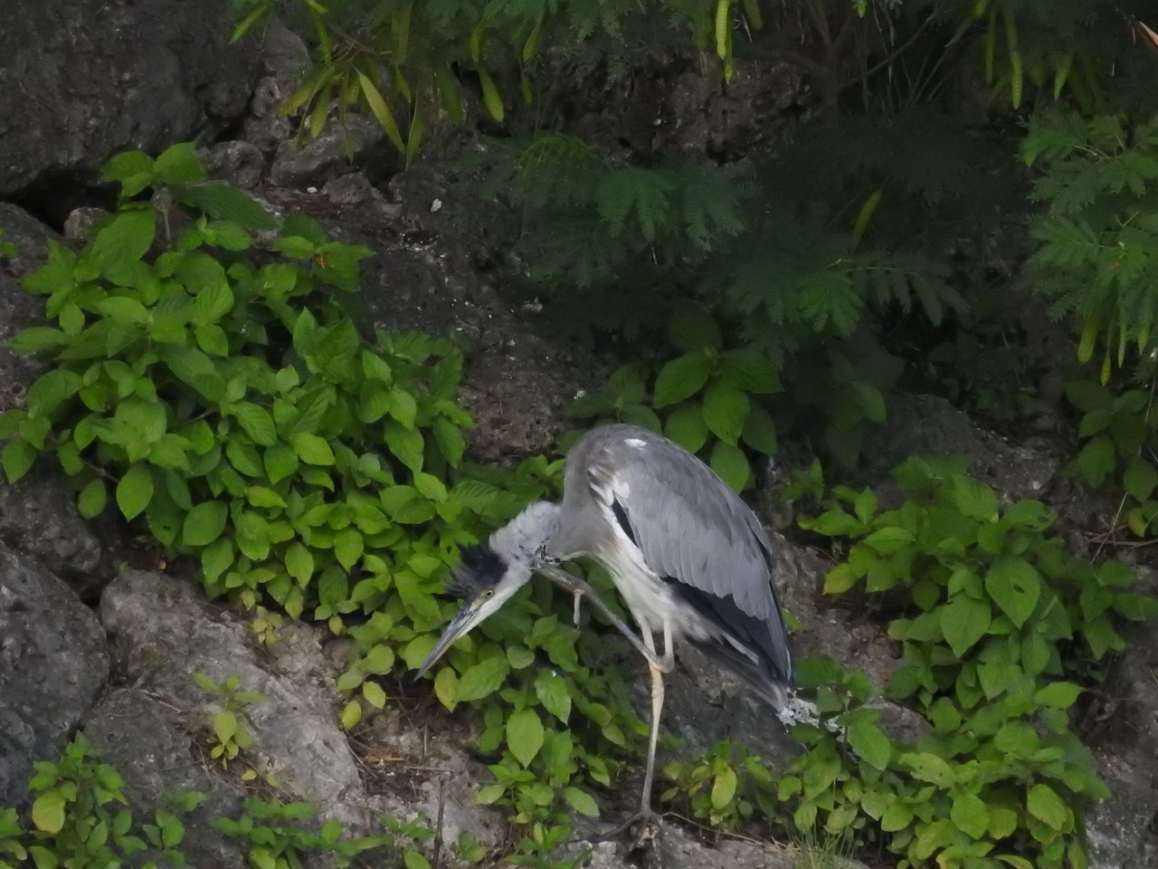 7 1干潟のペンギン ゴイサギ 恐怖のアオサギ 沖縄のとくに水鳥日記