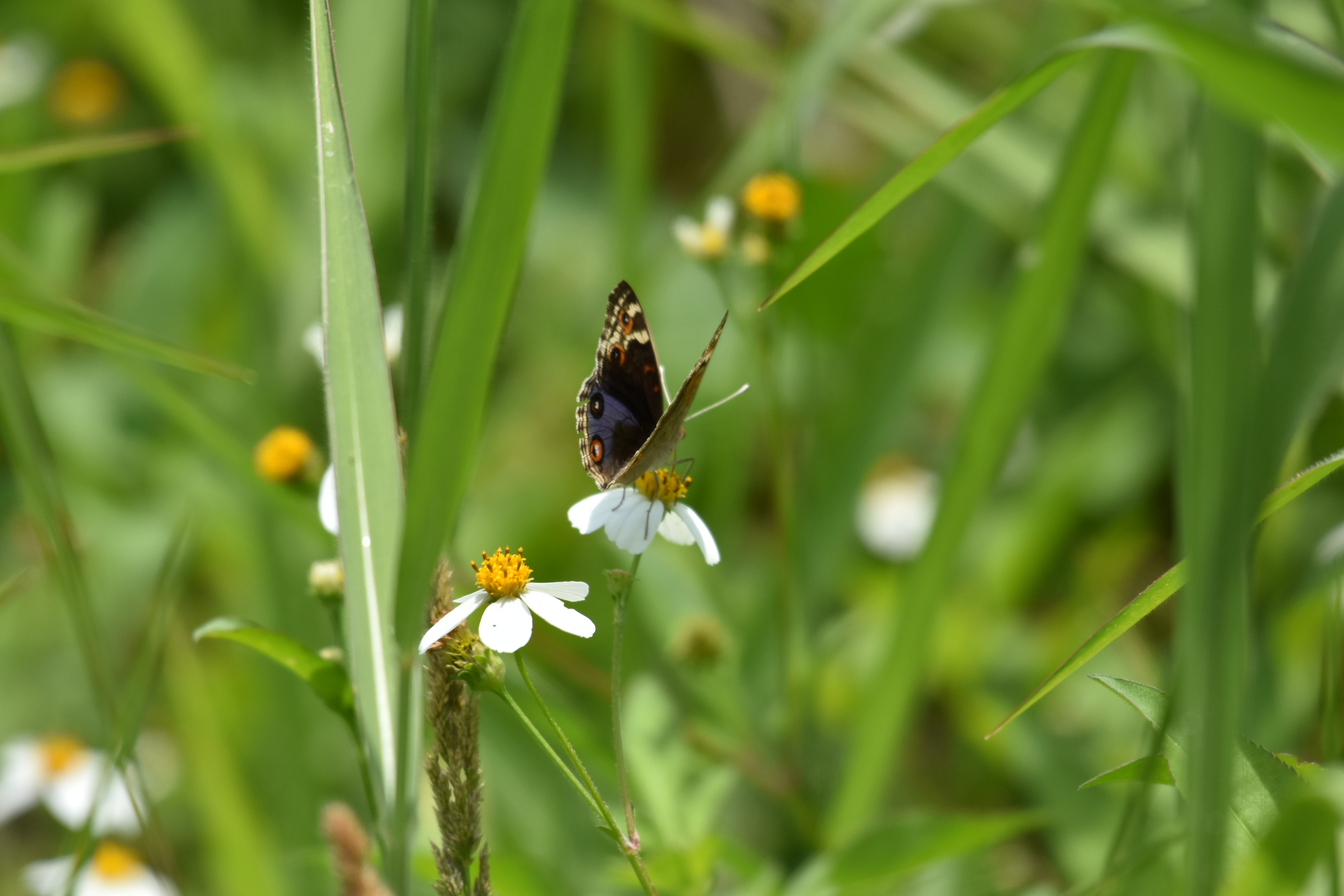 番外編1 春の訪れを告げる虫 沖縄のとくに水鳥日記