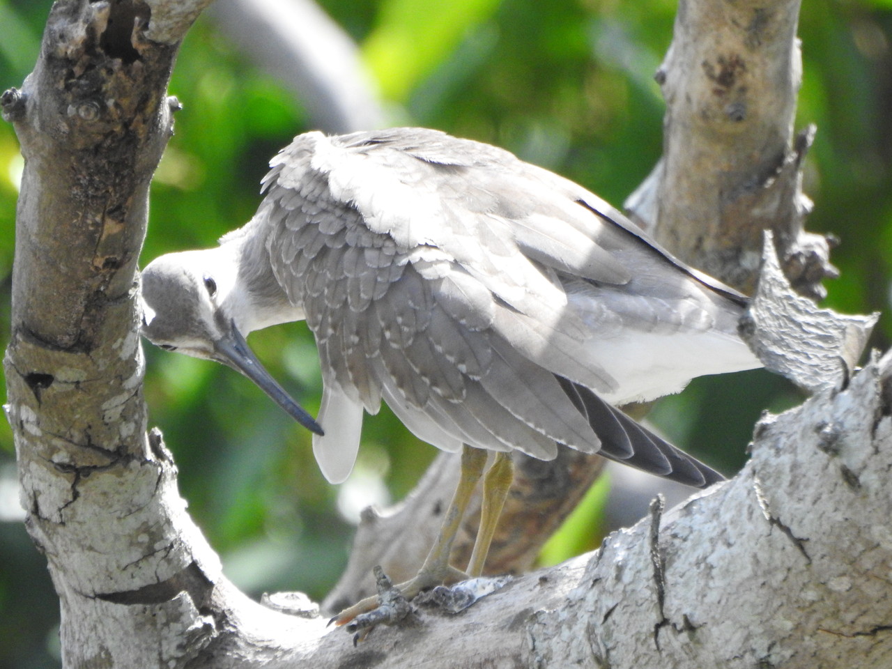 10 11漫湖 木にとまるキアシシギ 近かったチュウシャクシギ 沖縄のとくに水鳥日記