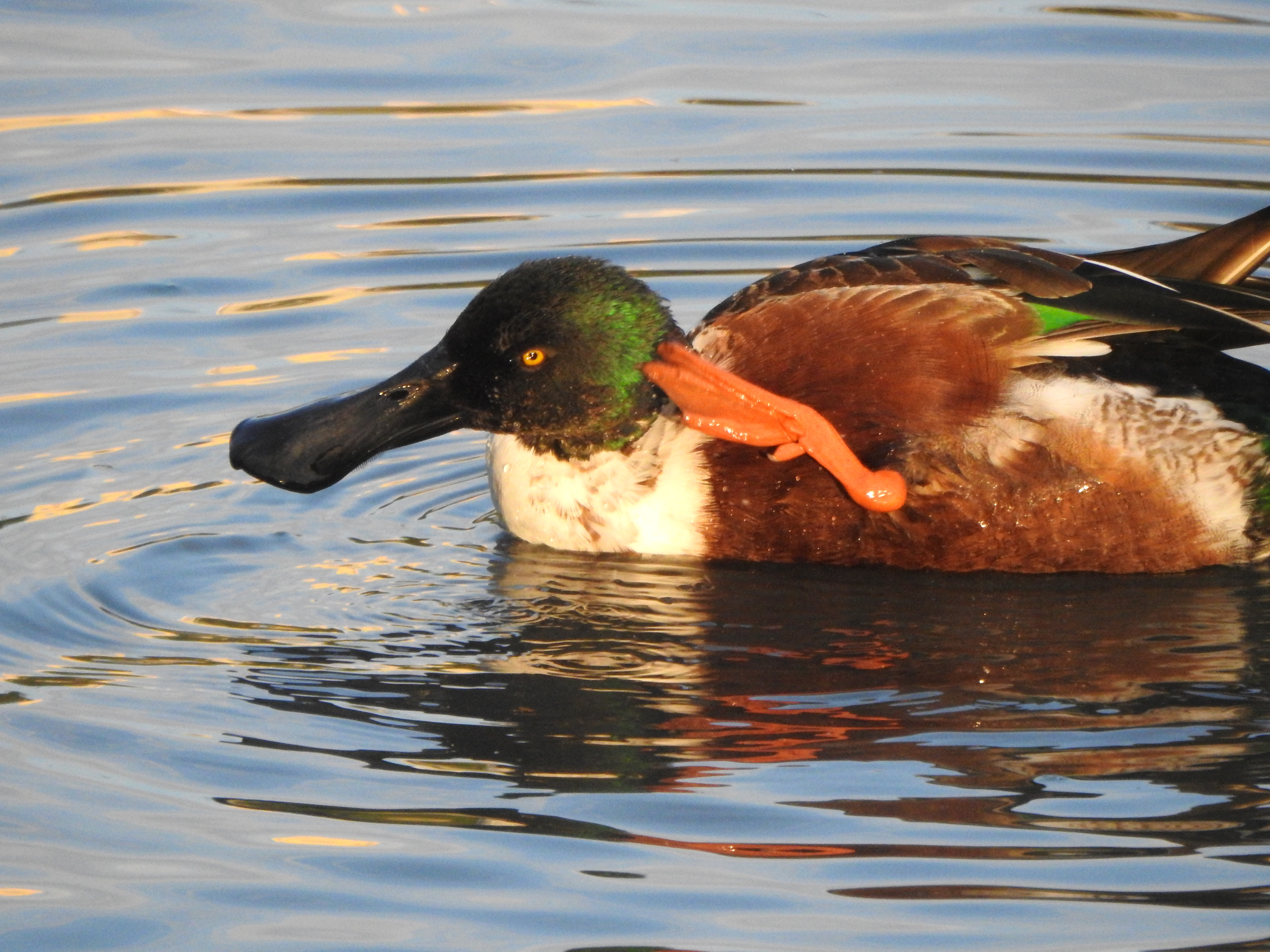 今はいないカモたち 沖縄のとくに水鳥日記 今はいないカモたち 沖縄のとくに水鳥日記