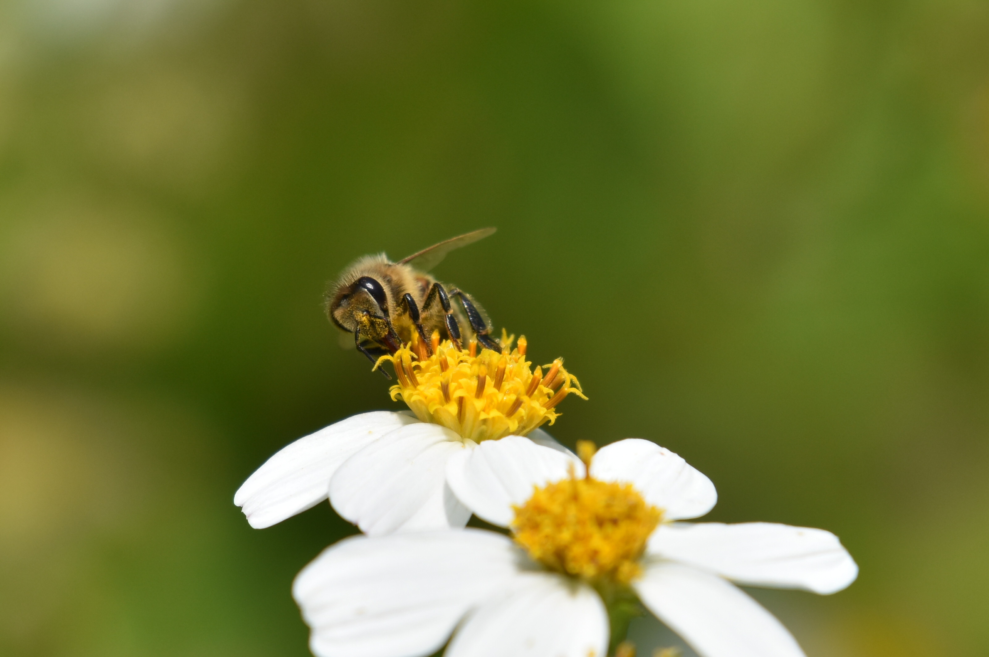番外編1 春の訪れを告げる虫 沖縄のとくに水鳥日記