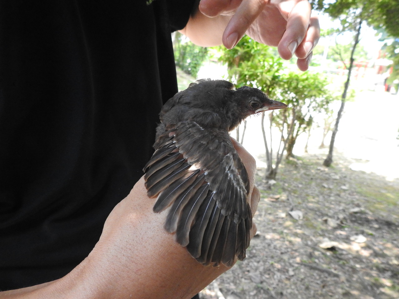 ヒヨドリの巣立ち雛 沖縄のとくに水鳥日記 ヒヨドリの巣立ち雛 沖縄のとくに水鳥日記