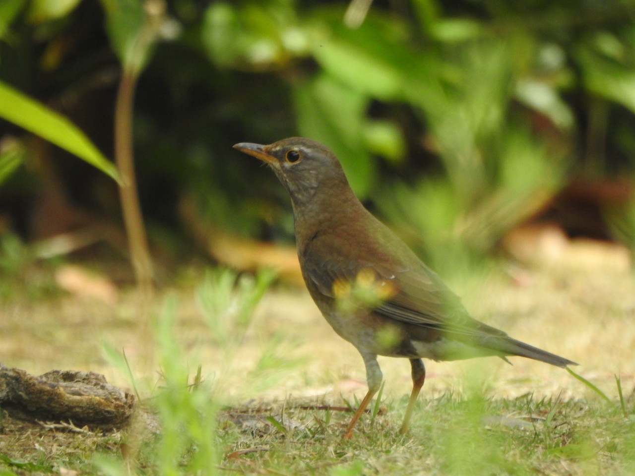 都会の鳥たち4 生垣のシロハラ他 沖縄のとくに水鳥日記 都会の鳥たち4 生垣のシロハラ他 沖縄のとくに水鳥日記