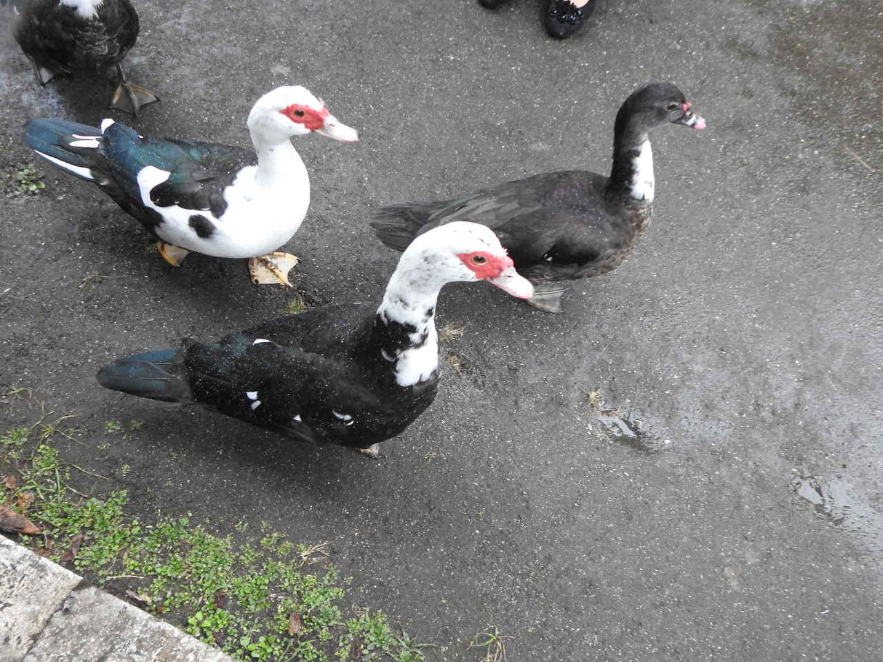1 7 首里龍潭池 忍者ササゴイの狩り 何が何だかわからないカモ 沖縄のとくに水鳥日記 1 7 首里龍潭池 忍者ササゴイの狩り 何が何だかわからないカモ 沖縄のとくに水鳥日記