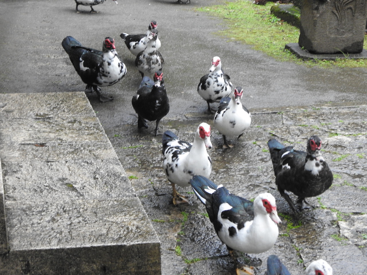 1 7 首里龍潭池 忍者ササゴイの狩り 何が何だかわからないカモ 沖縄のとくに水鳥日記 1 7 首里龍潭池 忍者ササゴイの狩り 何が何だかわからないカモ 沖縄のとくに水鳥日記
