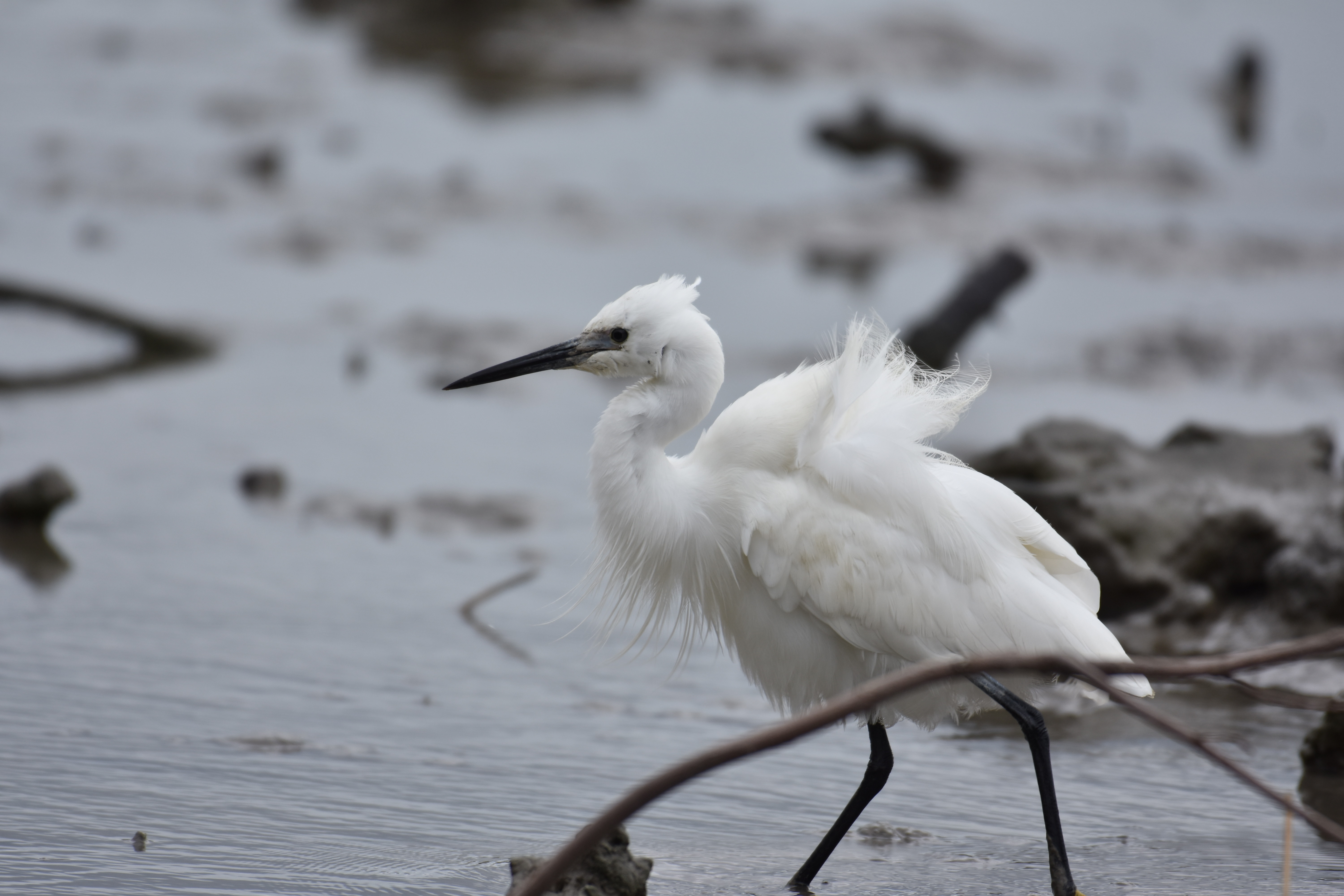 3 21 漫湖 コサギのブルブル 今日はサギの日 沖縄のとくに水鳥日記