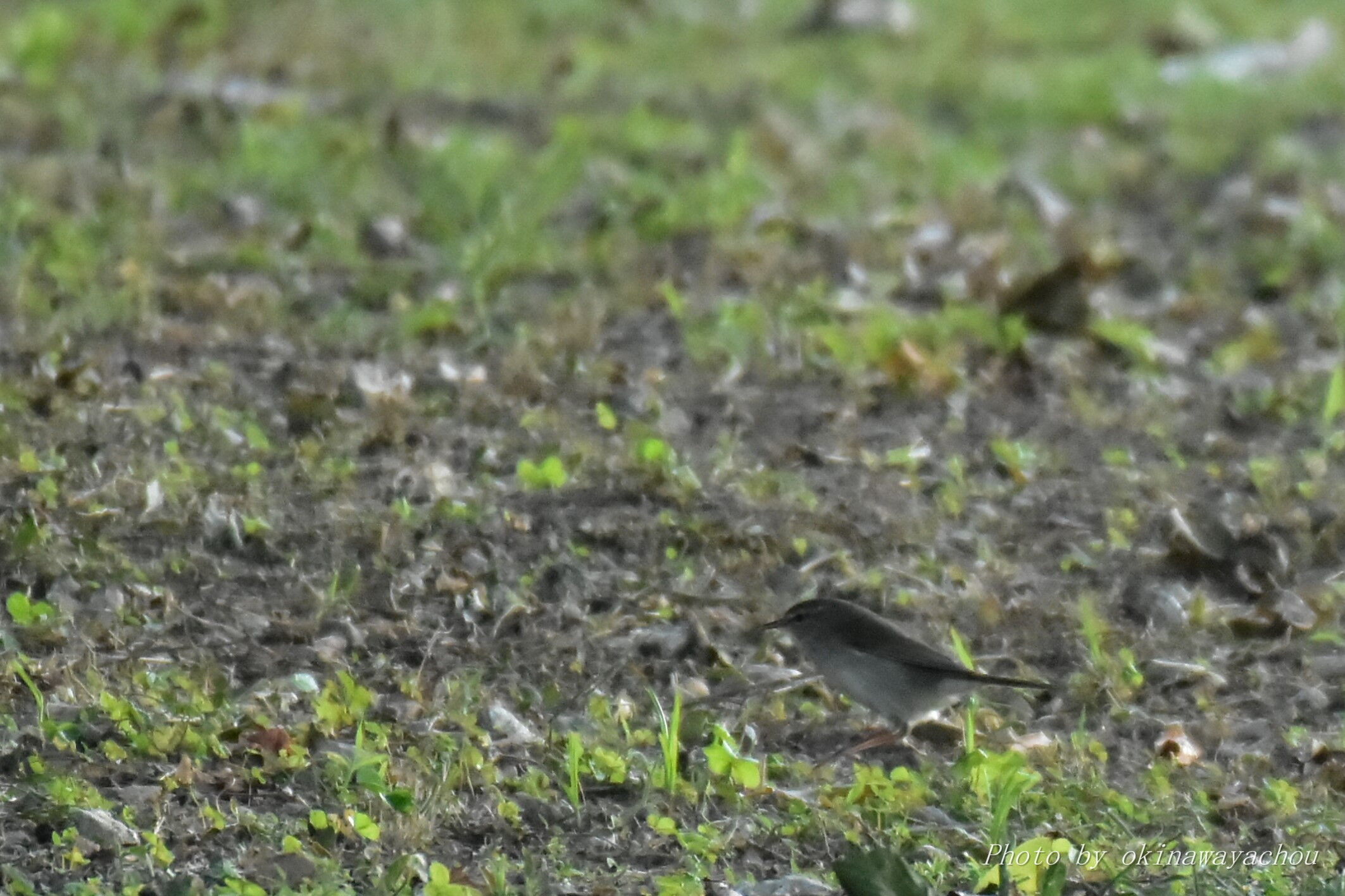 12 14 15 可愛いウグイスとギンムクドリ ソリハシセイタカシギ 沖縄のとくに水鳥日記 12 14 15 可愛いウグイスとギンムクドリ ソリハシセイタカシギ 沖縄のとくに水鳥日記