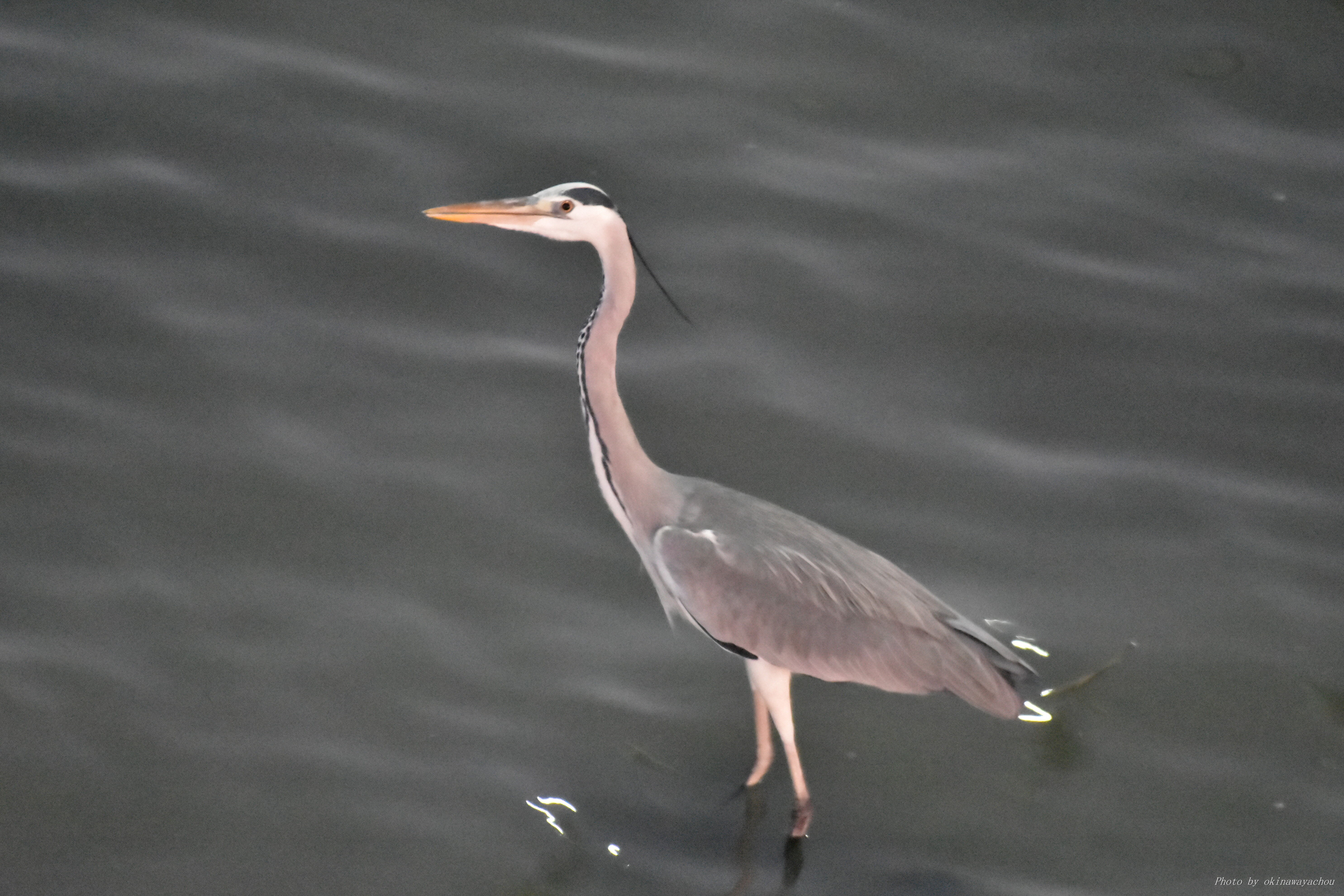 12 14 15 可愛いウグイスとギンムクドリ ソリハシセイタカシギ 沖縄のとくに水鳥日記