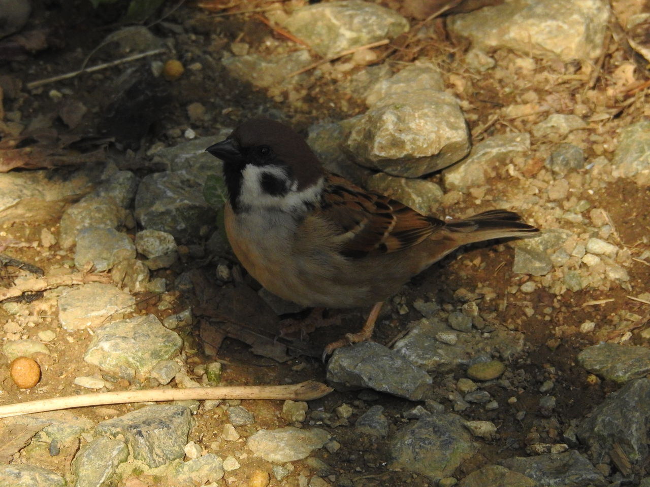 スズメ目の仲間たち 沖縄のとくに水鳥日記