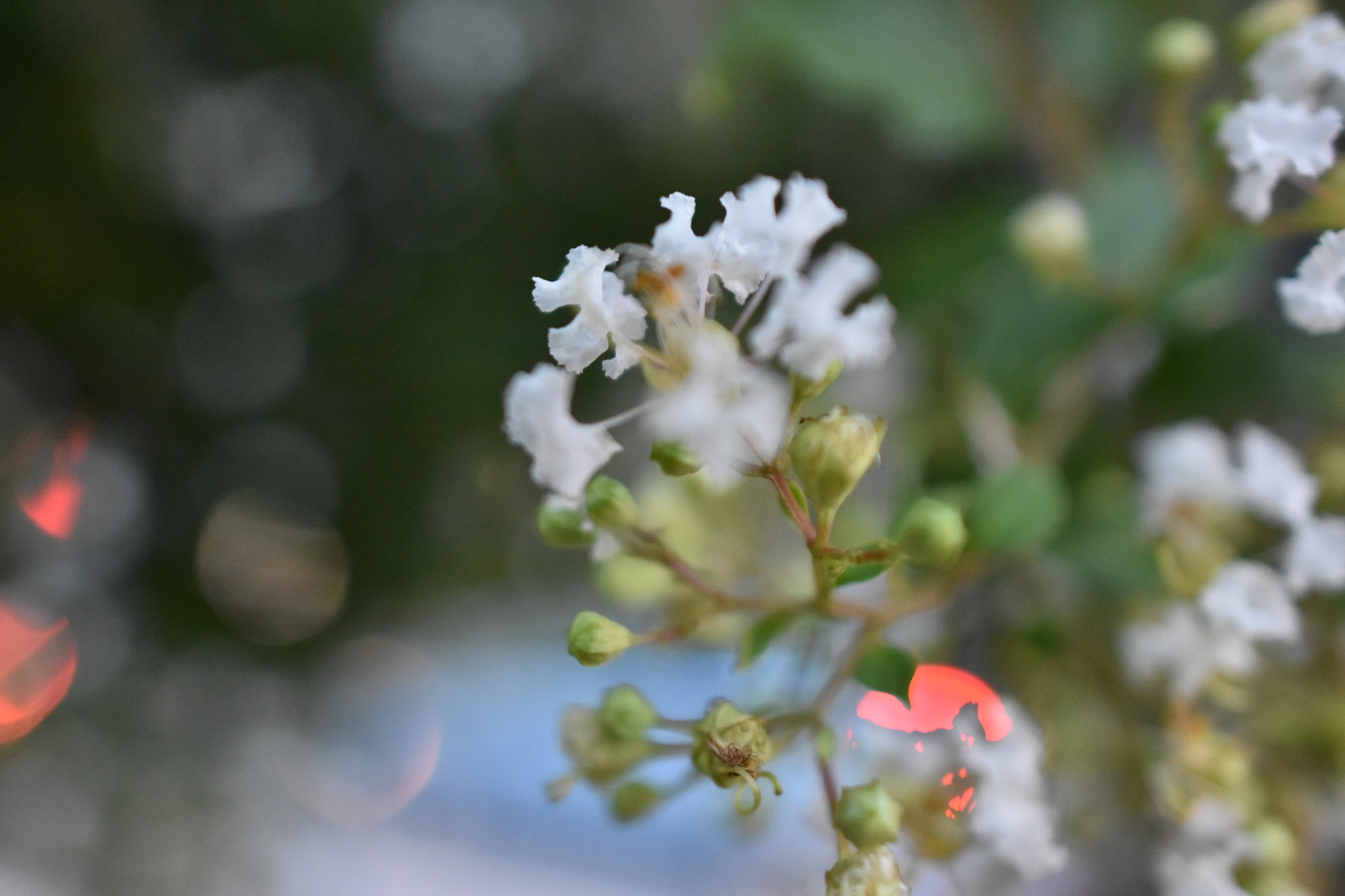8 16 道端の花 沖縄のとくに水鳥日記