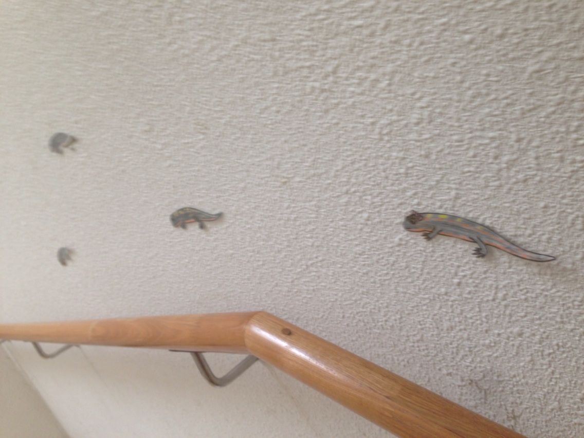 沖縄の虫事情 沖縄移住ブログ 26歳で移住してみた話