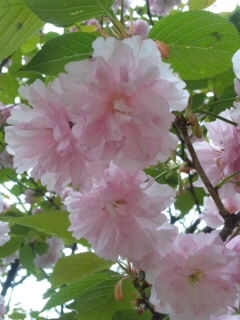 八重桜②