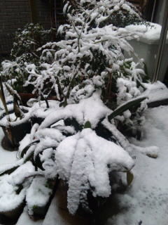 中庭の雪