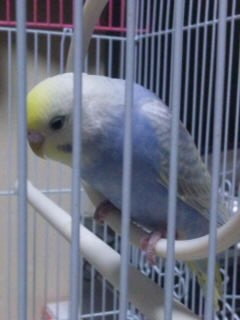ふわりねんね