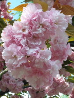 八重桜①