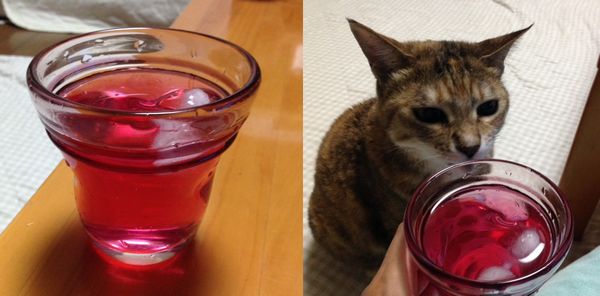 しそジュースとショウショ2