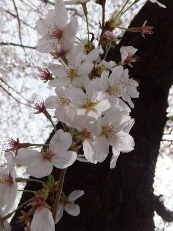 2013033008