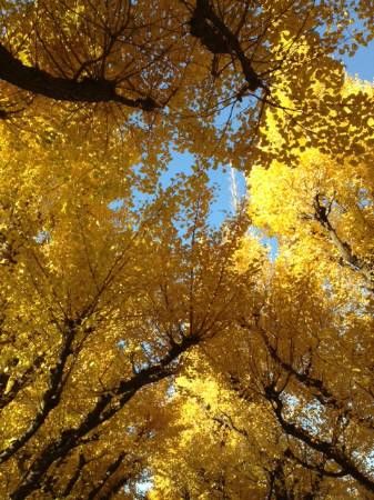 2013112707