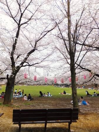 2013033007