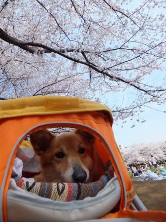 20140401510
