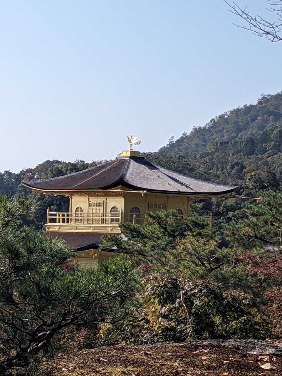 チビちゃん初京都 金閣寺からソワレへの道③～金閣寺②～ : okiraku room