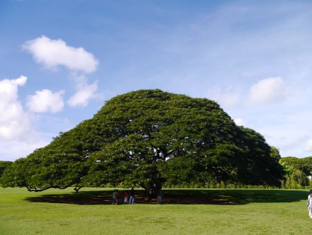 なん に 木 気 木 なる の 木 この この木なんの木のCMの木の名前は？ 場所はどこにある？