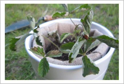 レッツ 植え替え 根腐れワイルドストロベリー Lulla S くらし日記