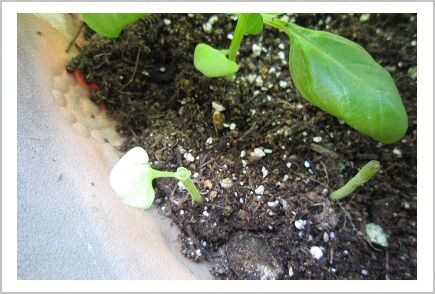 バジルの危機 レッツ害虫対策 家庭菜園３５日目 Lulla S くらし日記