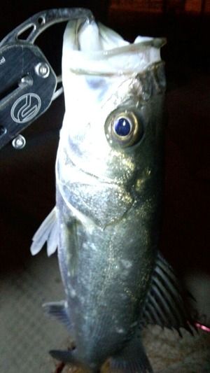 ローリングベイト最強 シーバス2匹釣れました シーバスよルアーを食え ローリングベイト最強 シーバス2匹釣れました シーバスよルアーを食え