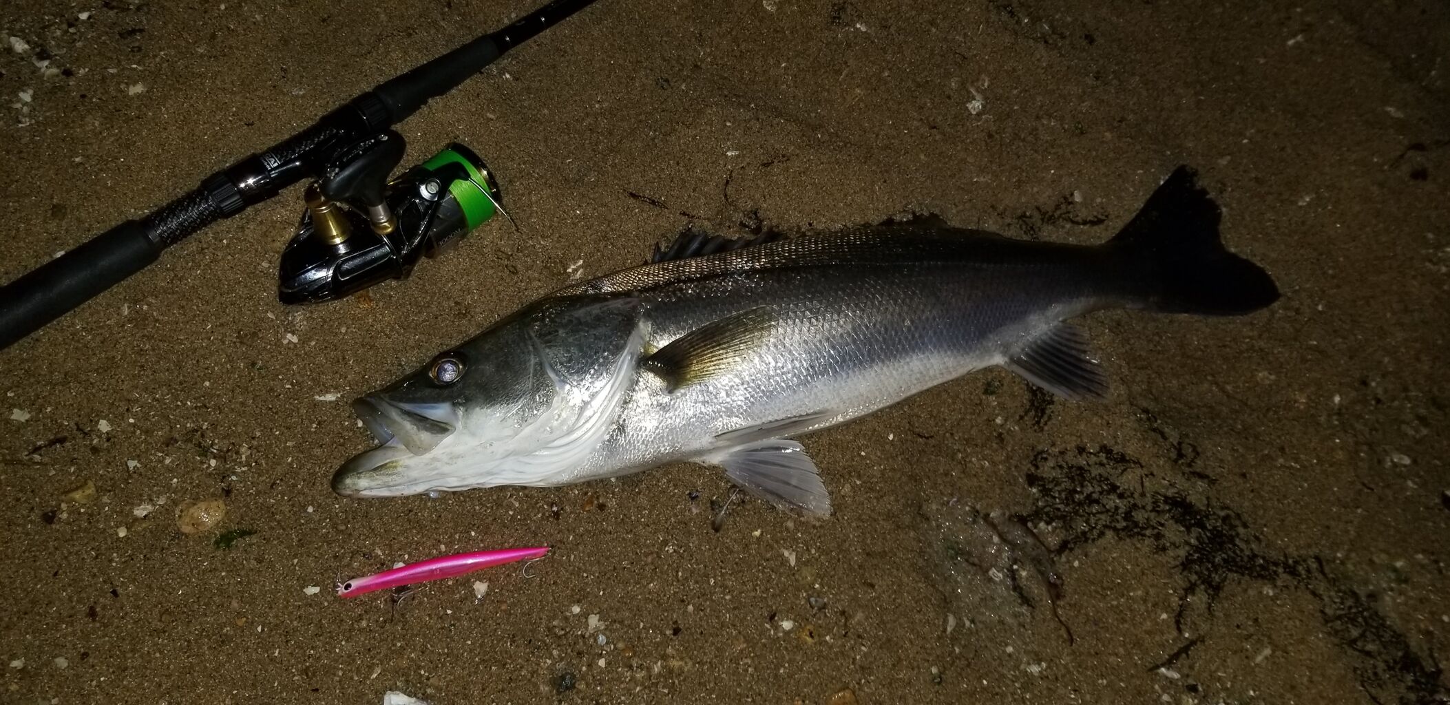バチパターン マニックの湾岸レッドは釣れるなぁ シーバスよルアーを食え