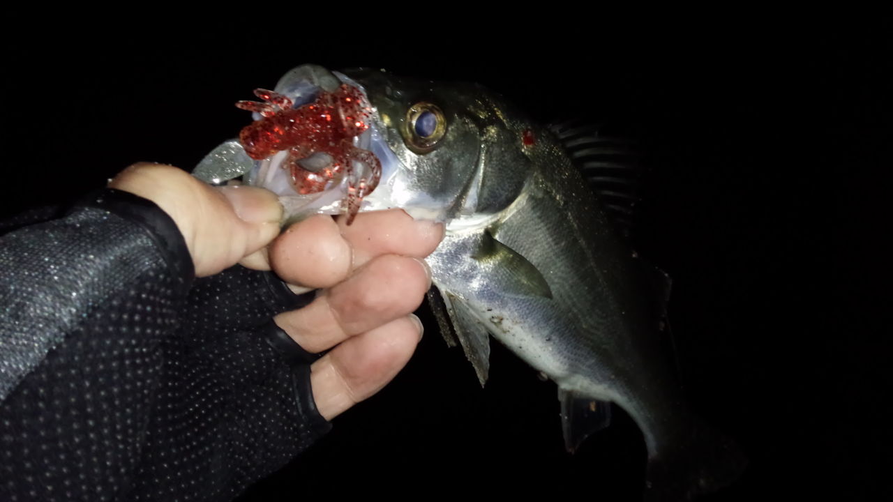 自作ジグヘッド おきちゃんジグヘッド根魚エディション シーバス シーバスよルアーを食え 自作ジグヘッド おきちゃんジグヘッド根魚エディション シーバス シーバスよルアーを食え