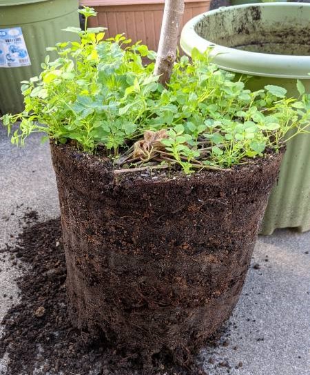 鉢植えイチジクは根切りと植え替え 植え戻しが必要 ひまチュンの機械ブログ