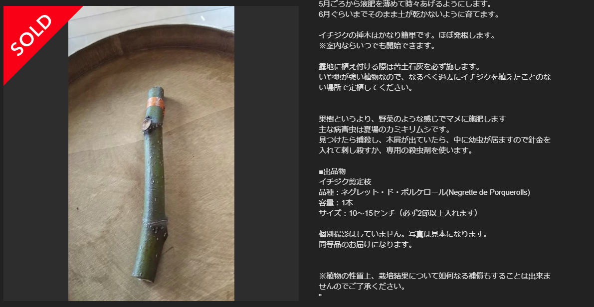 あっきー さま 専用出品 イチジク穂木