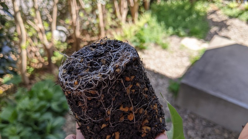 団十郎アサガオの育て方と種まき前に行う種の加工 その後の成長記録 団十郎朝顔 ひまチュンの機械ブログ