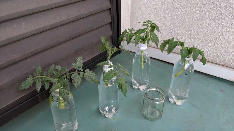 トマトの脇芽を挿し木して苗を増やそう トマトの簡単な増やし方 増殖方法 ひまチュンの機械ブログ