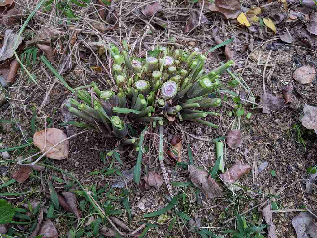 地植えのレモングラスの越冬 冬越しの準備方法と結果 ひまチュンの機械ブログ 地植えのレモングラスの越冬 冬越しの準備方法と結果 ひまチュンの機械ブログ