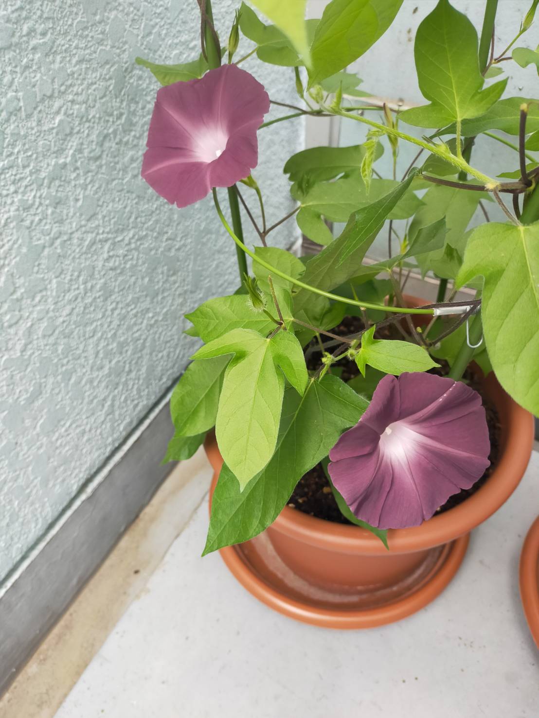 団十郎アサガオの育て方と種まき前に行う種の加工 その後の成長記録 団十郎朝顔 ひまチュンの機械ブログ