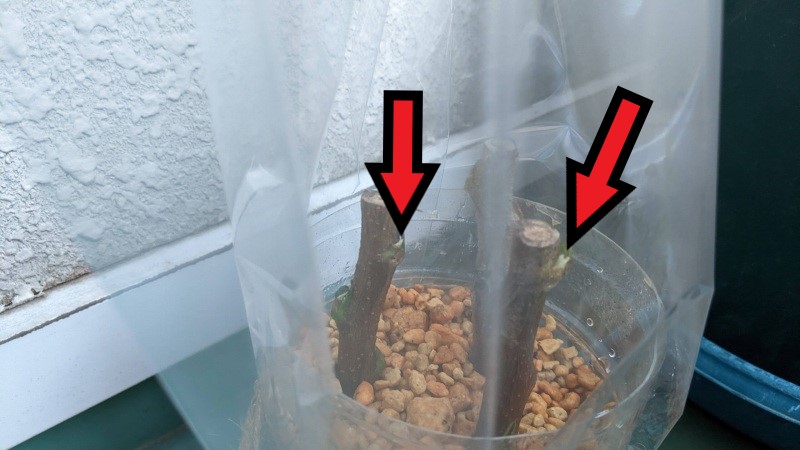 ビワの密閉挿し方法と必要な物や時期の目安 枇杷の挿し木 果樹 樹木の密閉挿し ひまチュンの機械ブログ