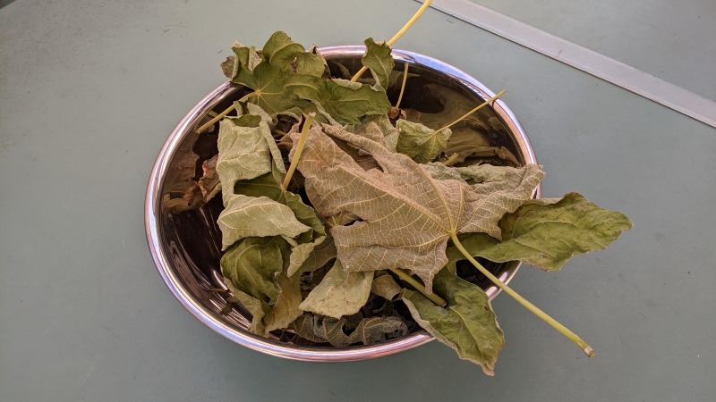 イチジク植えたら葉っぱも使わなきゃ損 イチジク茶の作り方 いちじく茶 ひまチュンの機械ブログ イチジク植えたら葉っぱも使わなきゃ損 イチジク茶の作り方 いちじく茶 ひまチュンの機械ブログ