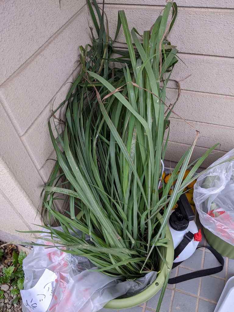 地植えのレモングラスの越冬 冬越しの準備方法と結果 ひまチュンの機械ブログ 地植えのレモングラスの越冬 冬越しの準備方法と結果 ひまチュンの機械ブログ