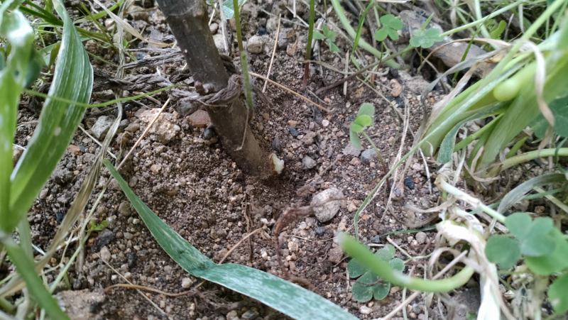 接ぎ木が成功したと喜ぶなかれ！台木からの枝は必ず除去しましょう【イチジクの管理】 : ひまチュンの機械ブログ