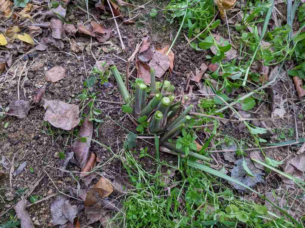 地植えのレモングラスの越冬 冬越しの準備方法と結果 ひまチュンの機械ブログ 地植えのレモングラスの越冬 冬越しの準備方法と結果 ひまチュンの機械ブログ